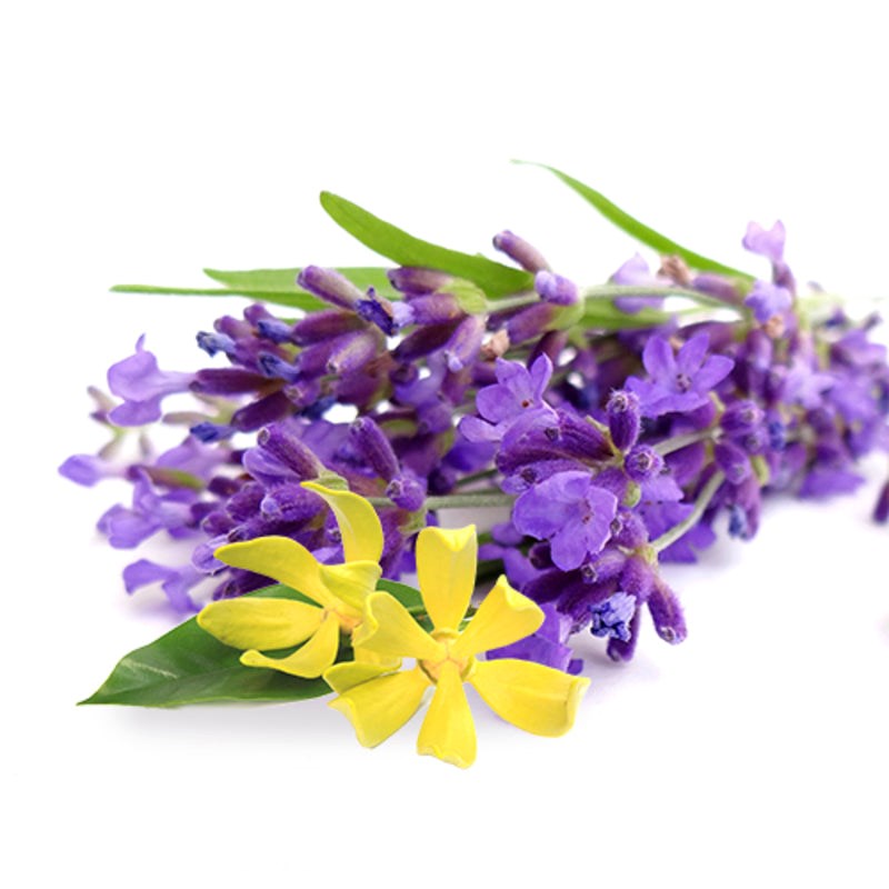 Four Seasons Massage Lavender and Yang Ylang - - Massage Oils and Lubricants