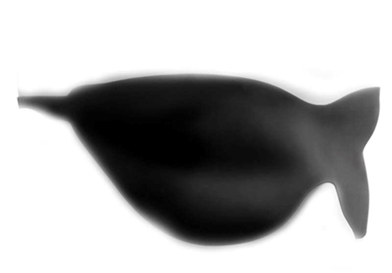 Pipedream Products Fetish Fantasy Elite Double Trouble Silicone Dildo Ring System - - Strap On Sextoys