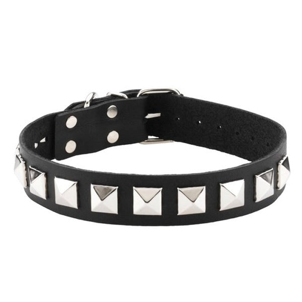 Studded Single Strap D-Ring Control Collar - - Collars and Leads